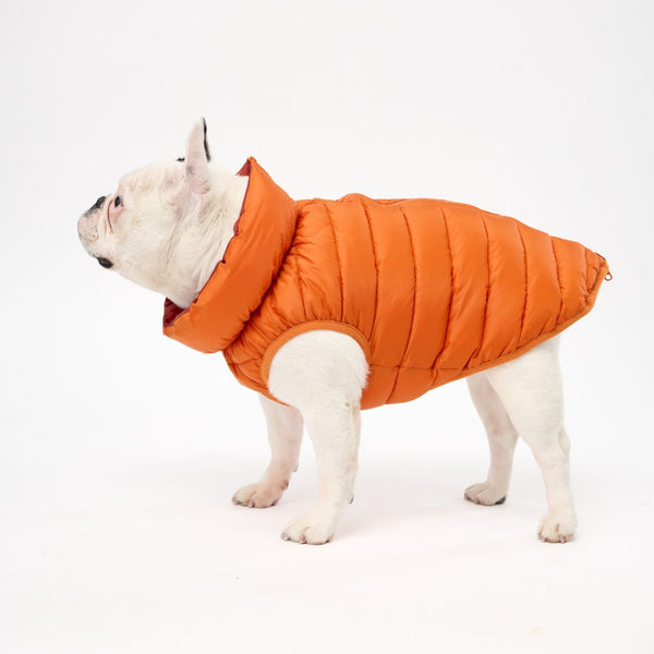 Snoot Style Dog Puffer Jacket for Small Dogs.