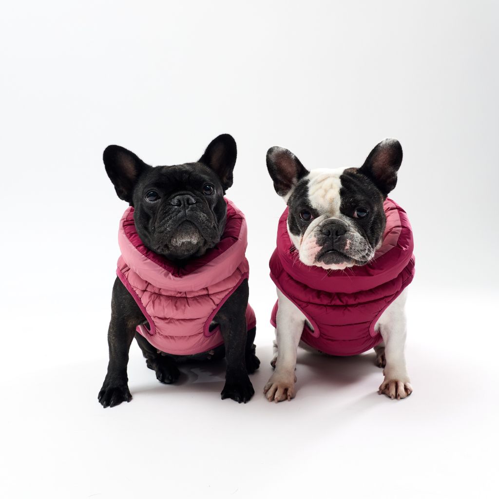 Two dogs wearing puffer jackets on a white background