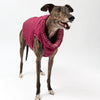 Greyhound wearing a pink puffer coat on a white background