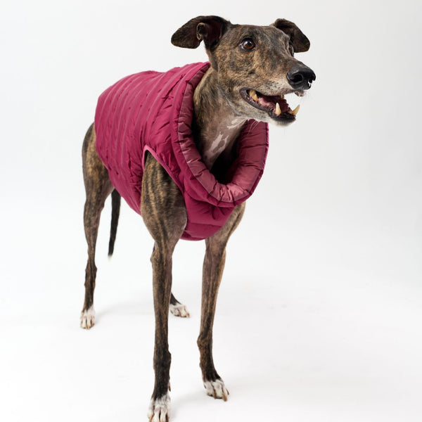 Greyhound wearing a pink puffer coat on a white background