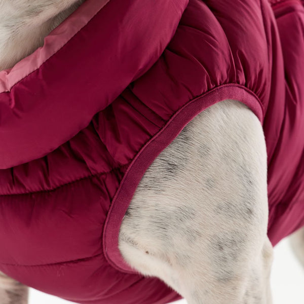 Close-up of a dog wearing a red puffer coat with a blurred background