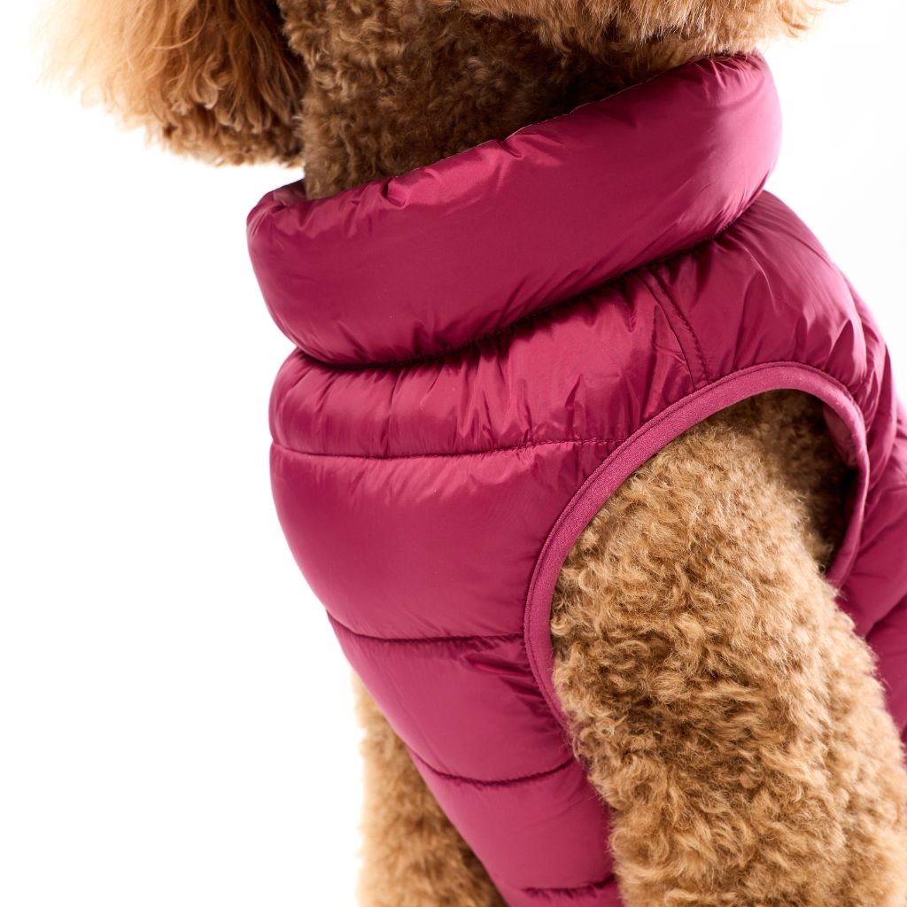 Dog wearing a pink puffer vest on a white background