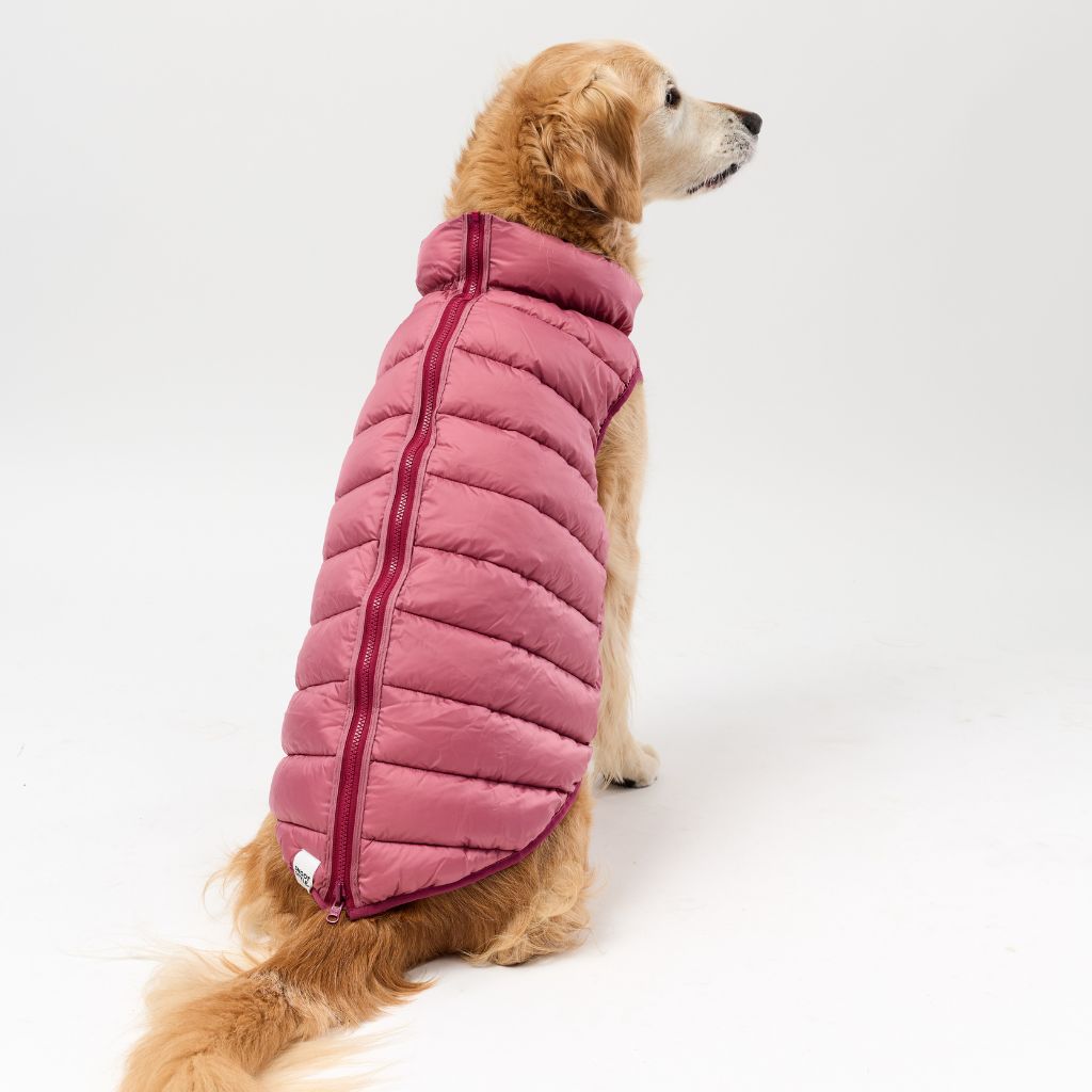 Dog wearing a pink puffer vest on a white background
