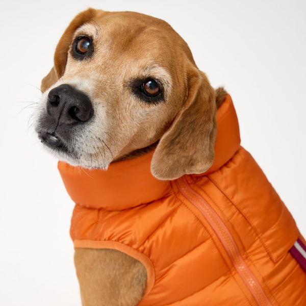 Snoot Style Padded Dog Puffer Jacket.