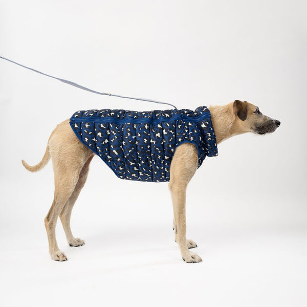 Greyhound Dog Puffer Jacket.