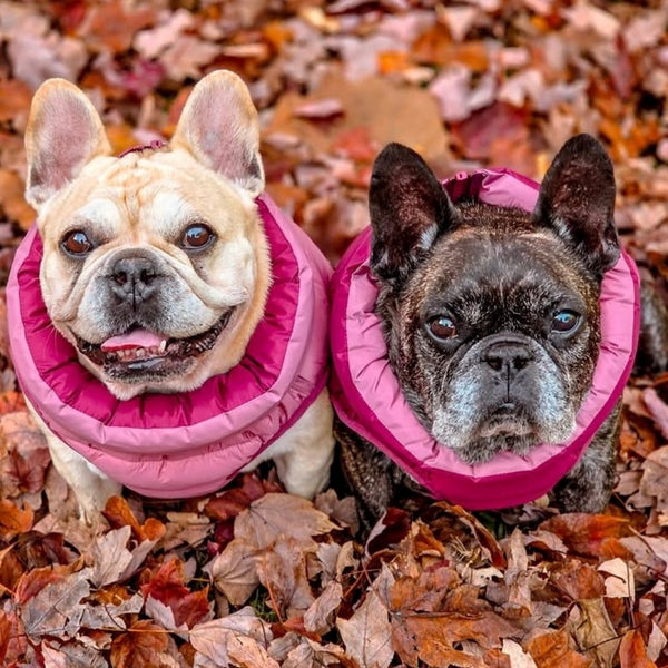 French Bulldogs wearing Snoot Style dog puffer jackets
