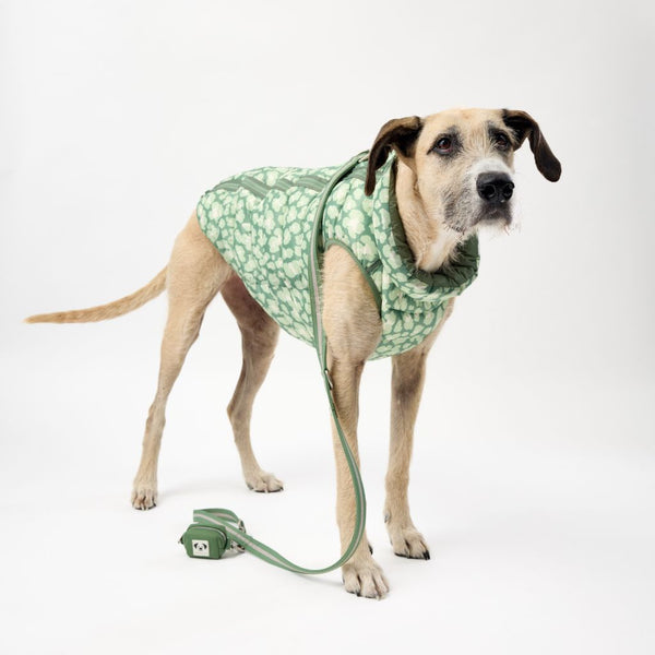 Dog Puffer Jacket for Greyhounds.