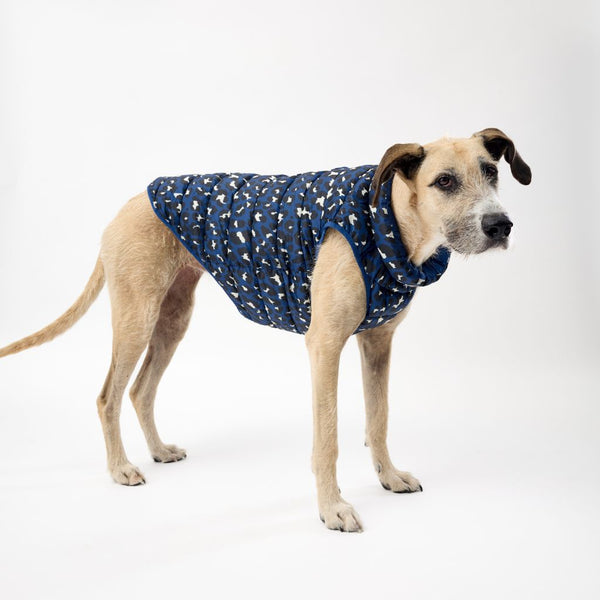Snoot Style Greyhound Dog Puffer Jacket.
