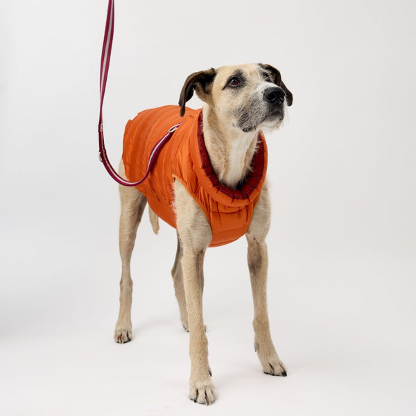 Snoot Style Greyhound Dog Puffer Jacket