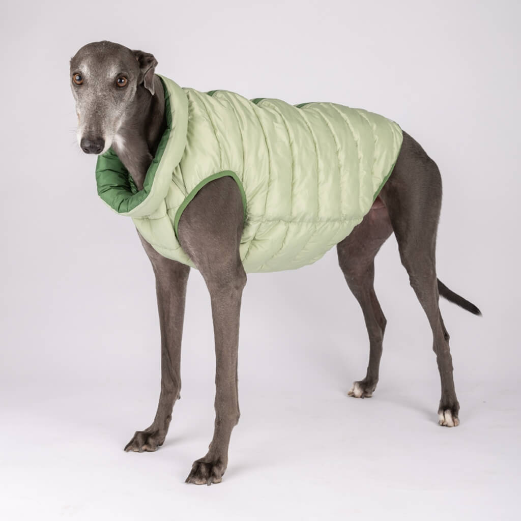 Dog Puffer Jacket for Greyhounds Snoot Style