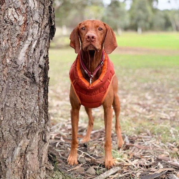 Lightweight Dog Puffer Jacket for Large Dogs Snoot Style.