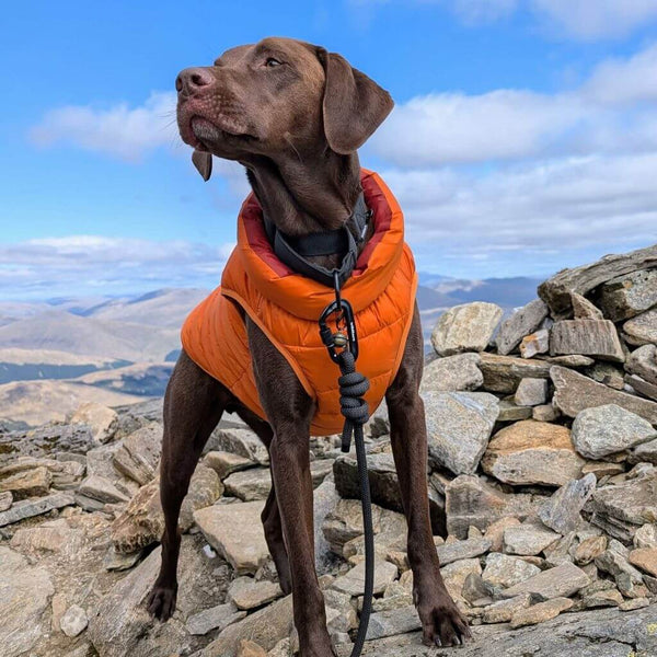 Lightweight Dog Puffer Jacket for Active Dogs Snoot Style.