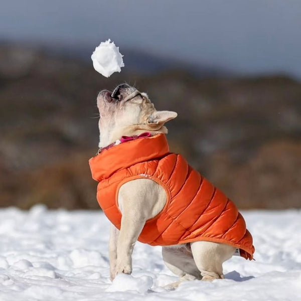  A French bulldog in the snow wearing a Snoot Style dog puffer jacket