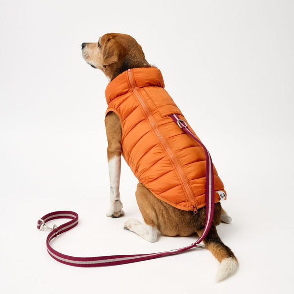 Snoot Style Medium Dog Puffer Jacket with Harness Hole.
