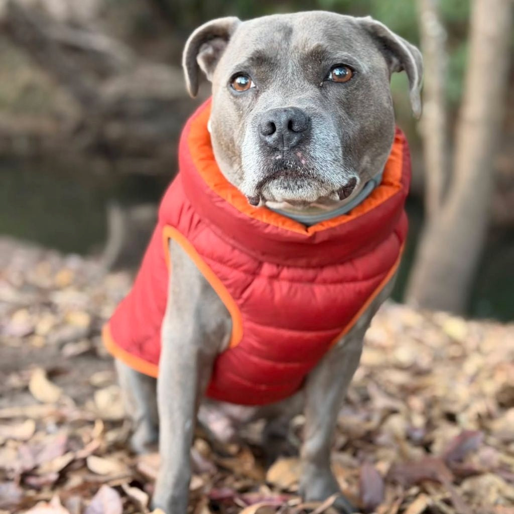 A staffy wearing an orange Snoot Style puffer jacket