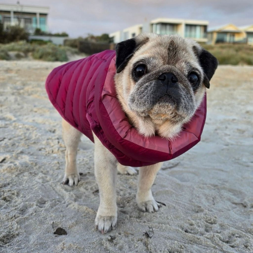 Pug dog wearing a Snoot Style dog puffer jacket on a sandy beach. 