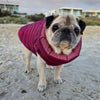 Pug dog wearing a Snoot Style dog puffer jacket on a sandy beach. 