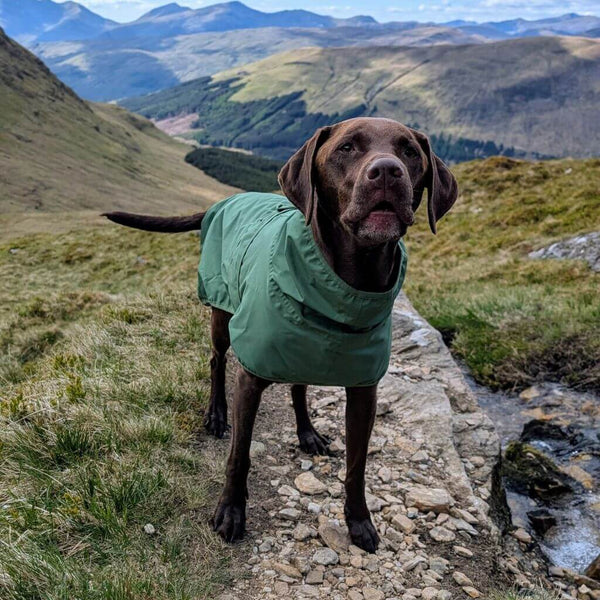 Lightweight and Waterproof Dog Raincoat Snoot Style