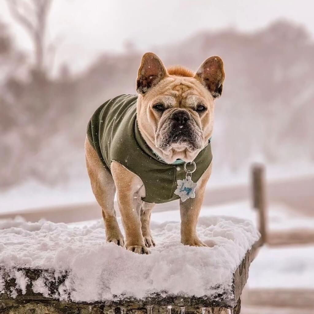 Waterproof Dog raincoat.