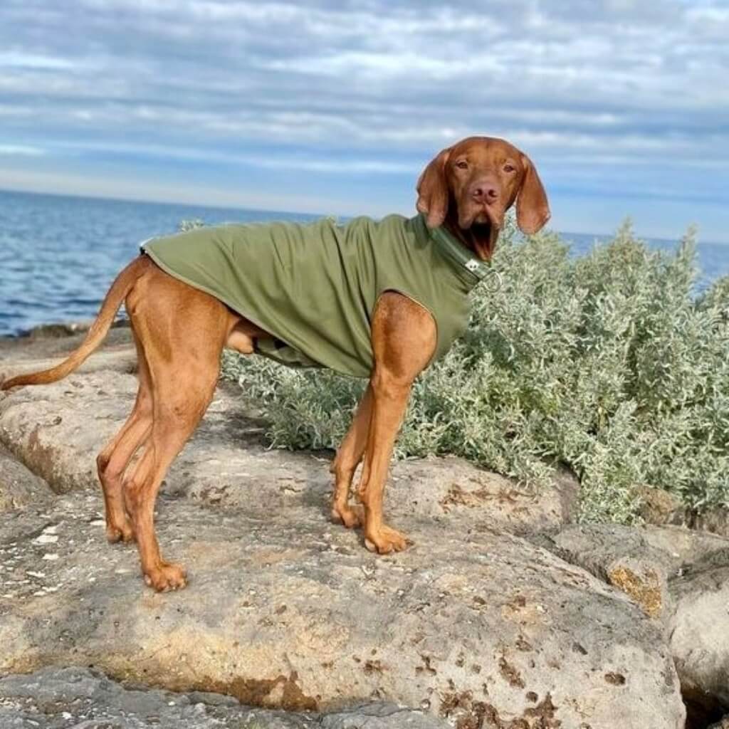 Dog Raincoat for large dogs.