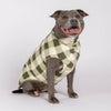 Dog wearing a green checkered sweater on a white background
