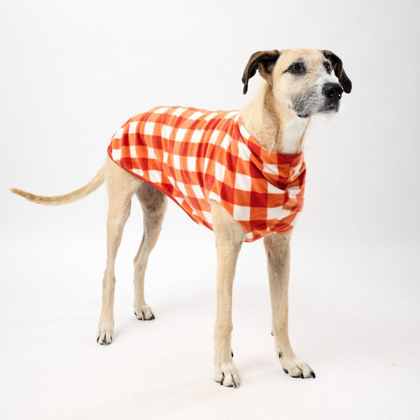Greyhound wearing an orange check Fleece Dog Coat on a white background.