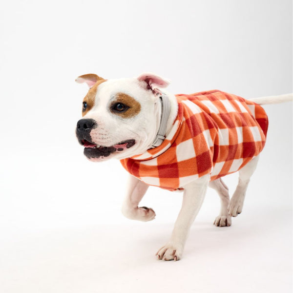Staffy wearing an orange check Fleece Dog Coat on a white background.