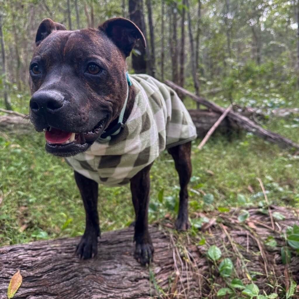 Snoot Style Fleece Dog Coat.