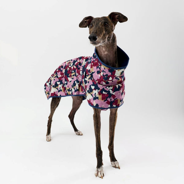 Greyhound wearing a colorful raincoat on a white background