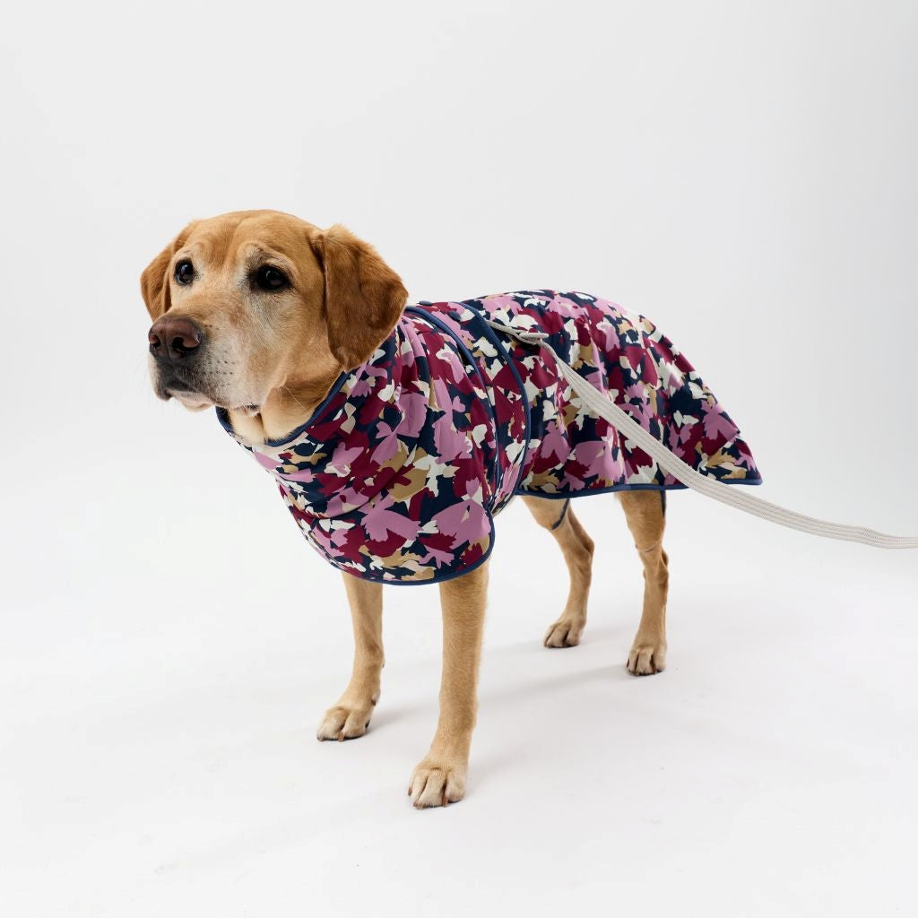 Dog wearing a floral raincoat on a white background