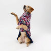 Dog wearing a floral-patterned raincoat on a white background