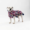 Dog wearing a colorful floral coat on a white background