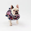 Dog wearing a colorful raincoat on a white background
