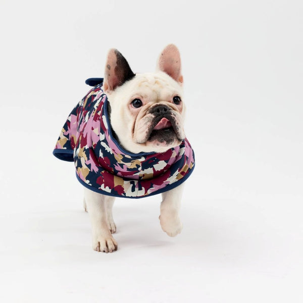 Dog wearing a colorful raincoat on a white background