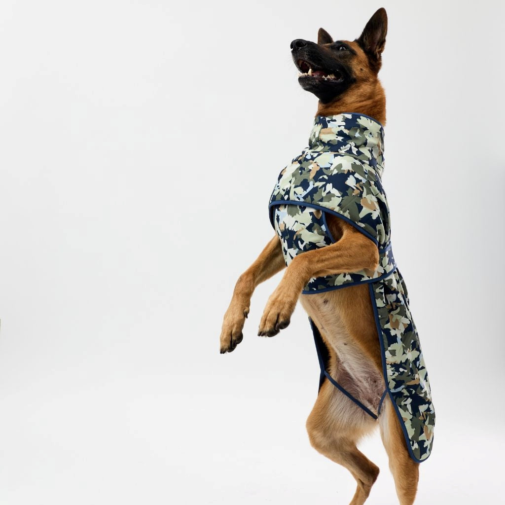 Dog wearing a camouflage coat on a white background