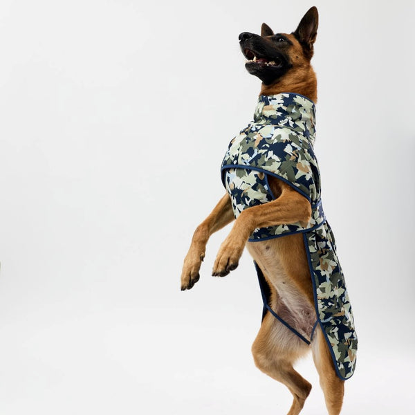 Dog wearing a camouflage coat on a white background