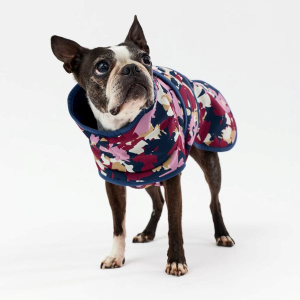 Dog wearing a colorful raincoat on a white background