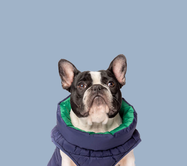 The Snoot Style Dog Puffer Jacket.