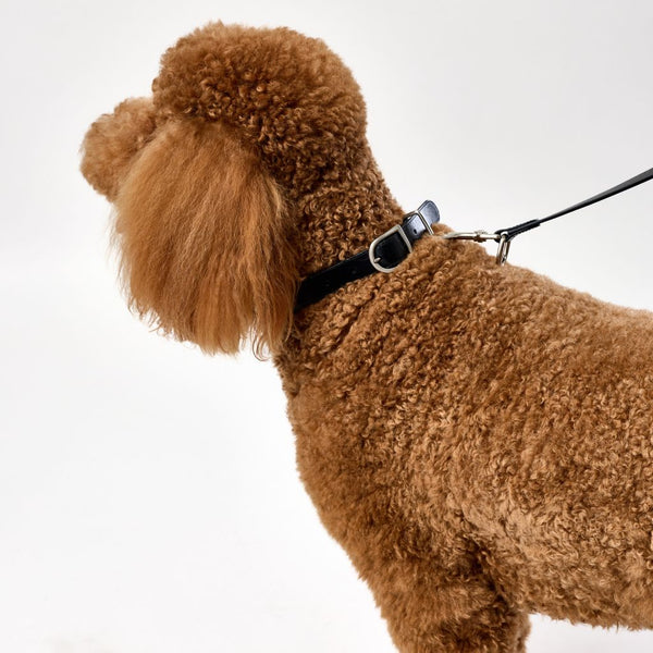 Premium black leather collar for large dogs Snoot Style