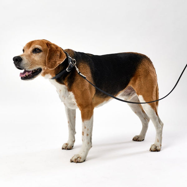 Premium leather dog collar Snoot Style