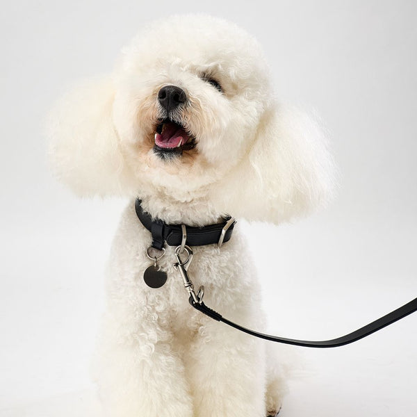 Premium black leather dog collar Snoot Style