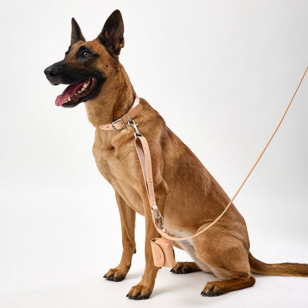 Premium Tan Leather dog collar in large Snoot Style.