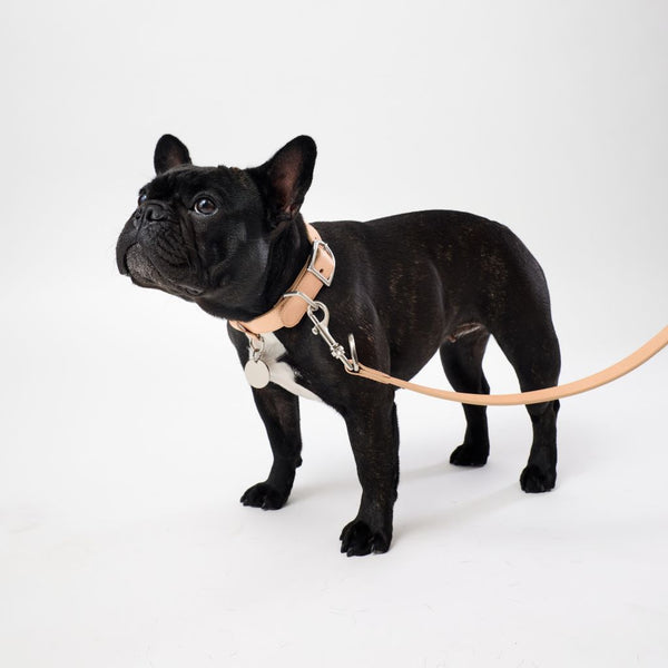 Premium tan leather dog collar and leads for medium dogs Snoot Style