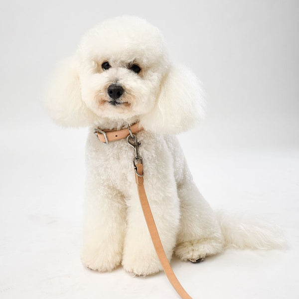 Premium tan leather dog collar and lead for small dogs Snoot Style