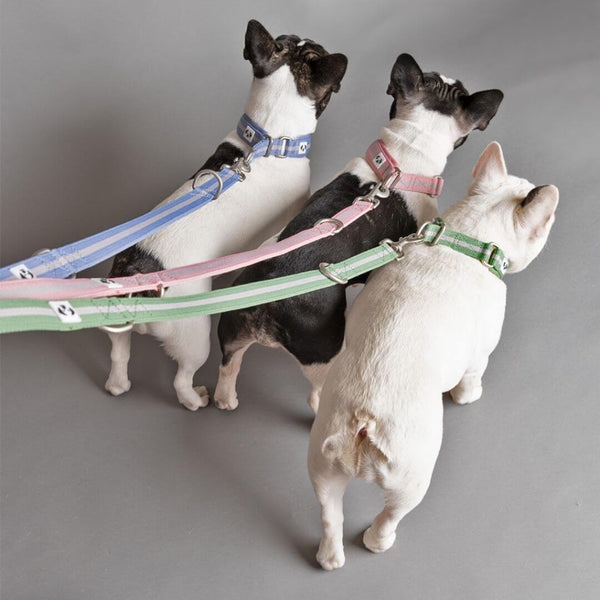 Snoot Style Padded Dog Collars.