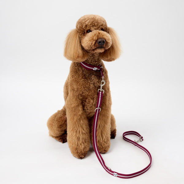 Strong Dog Lead for Large Dogs Snoot Style.