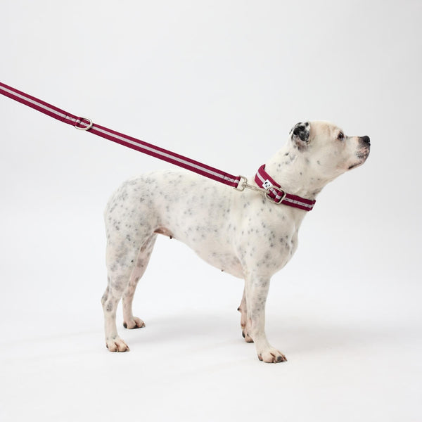 Matching Dog Collar and Lead Set Snoot Style.