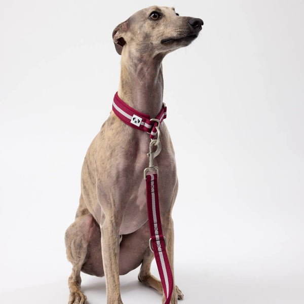 Matching Dog Collar and Lead Snoot Style.