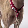 Martingale Dog Collar Snoot Style