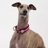 Greyhound Dog Collar Snoot Style